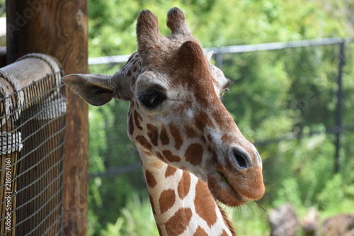 Photography Giraffe eating
