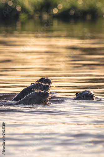 Giant otters group