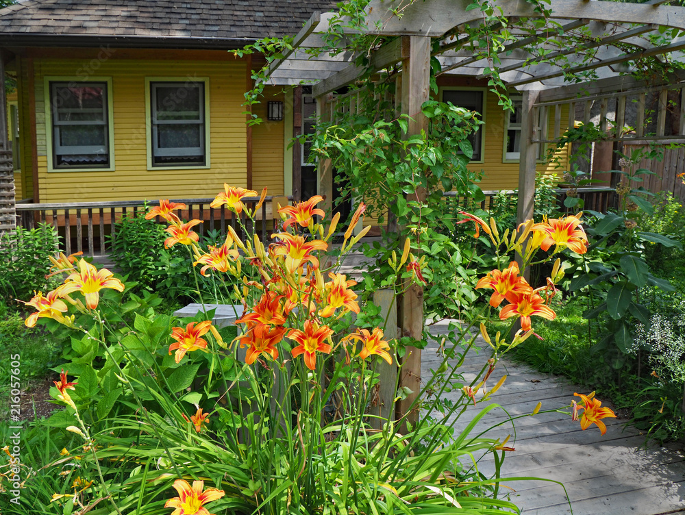 Tawny daylily flowers in the lush garden of a bungalow