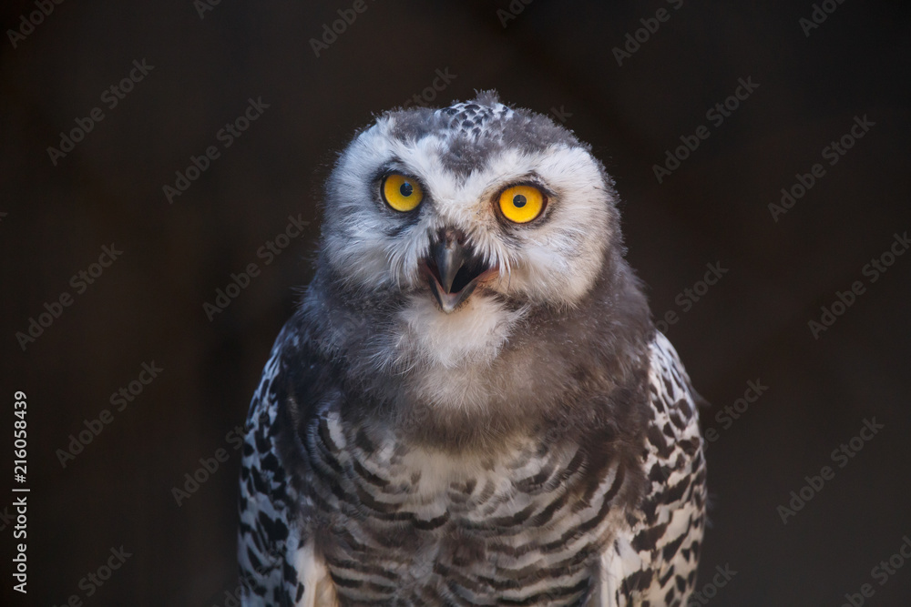 Micrathene whitneyi, the owl owl or dwarf owl with his mouth open while screaming. Micrathene whitneyi, the owl owl or dwarf owl with his mouth open while screaming.