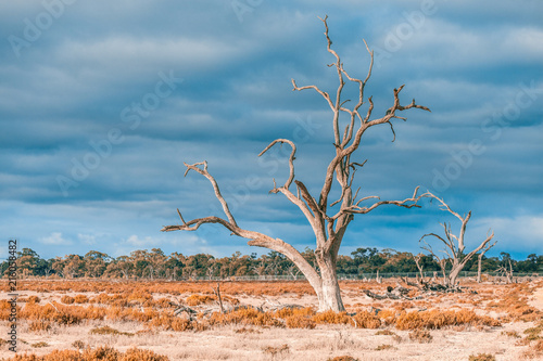Dead barren gum tree in native Australian Landscape