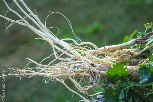 white root of young nettle for herbal medicine. Urtica dioica