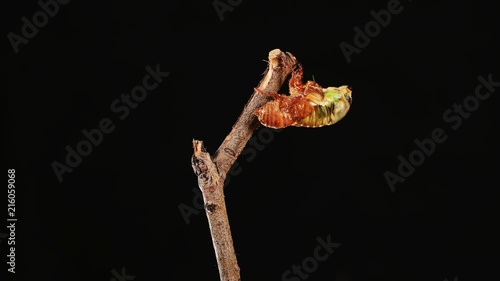 A cicada metamorphoses on a branch, time-lapse photography. photo