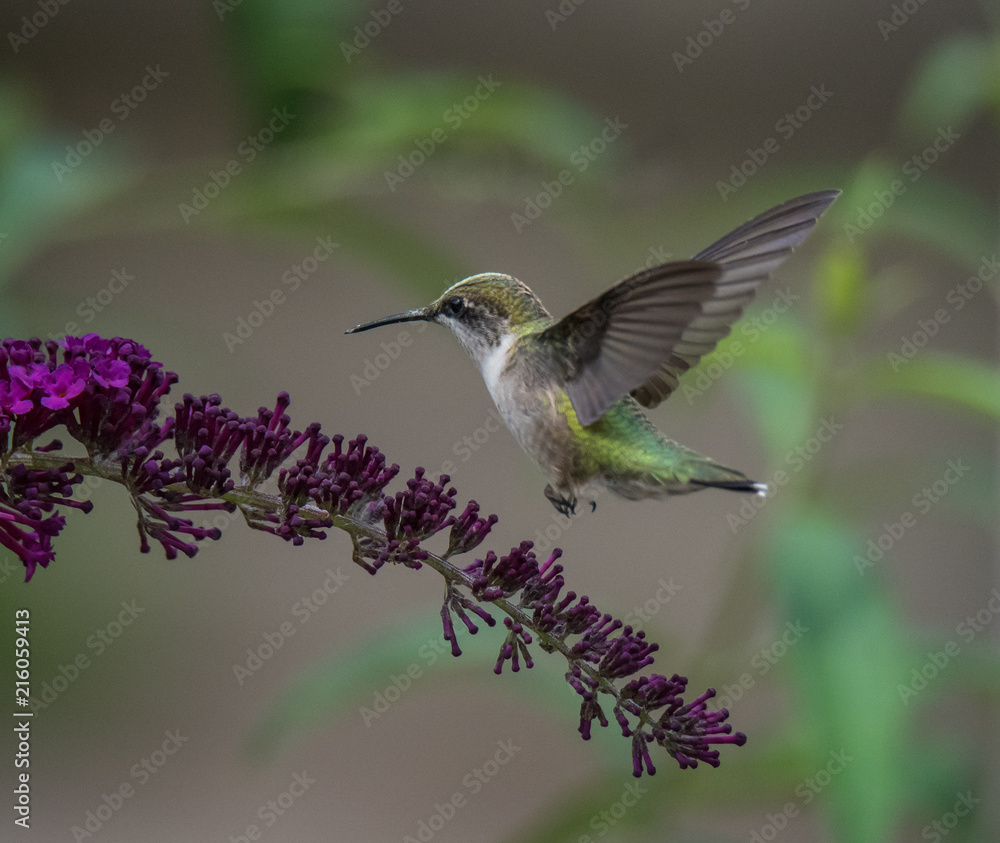 Hummingbird on Flower Hummingbird on Flower