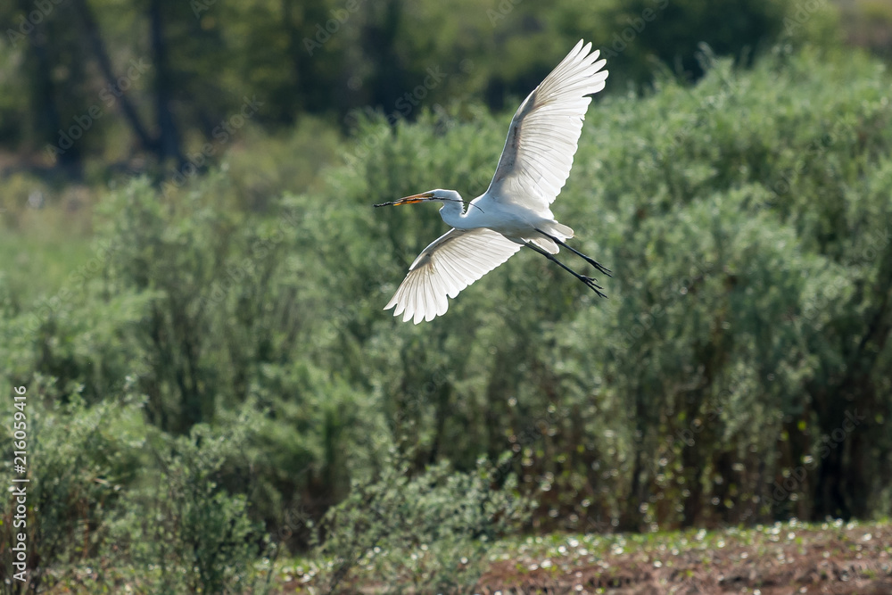 Great White Egret flying over the lake. Great White Egret flying over the lake.