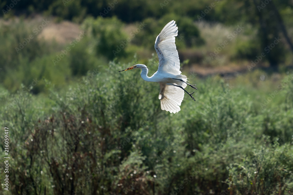 Great White Egret flying over the lake.