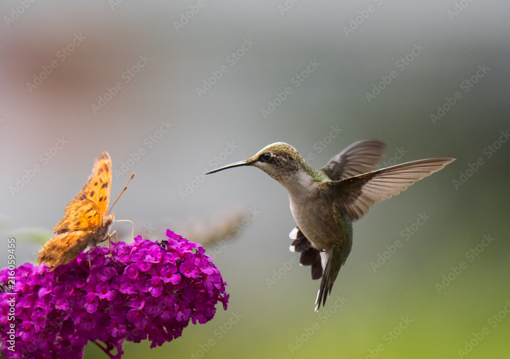 Hummingbird on Flower