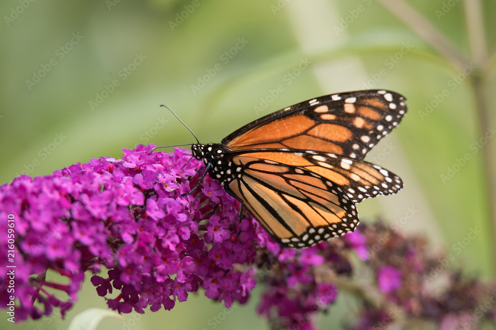Monarch Butterfly on Flower