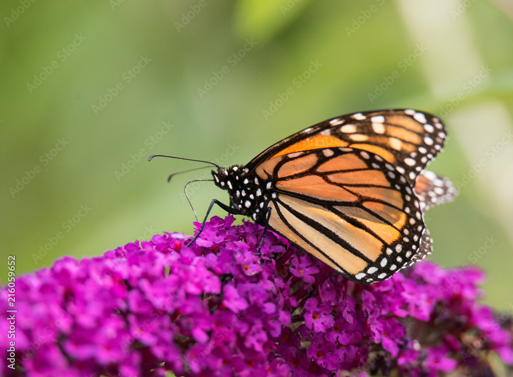Monarch Butterfly on Flower Monarch Butterfly on Flower