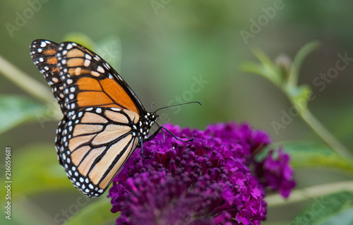 Monarch Butterfly on Flower © John
