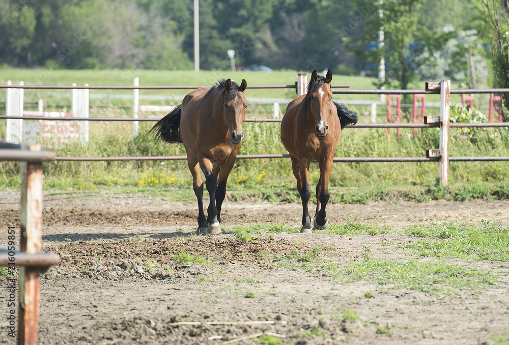 Horses are shown outdoors in an enclosed paddock at a stable Horses are shown outdoors in an enclosed paddock at a stable