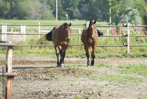 Horses are shown outdoors in an enclosed paddock at a stable