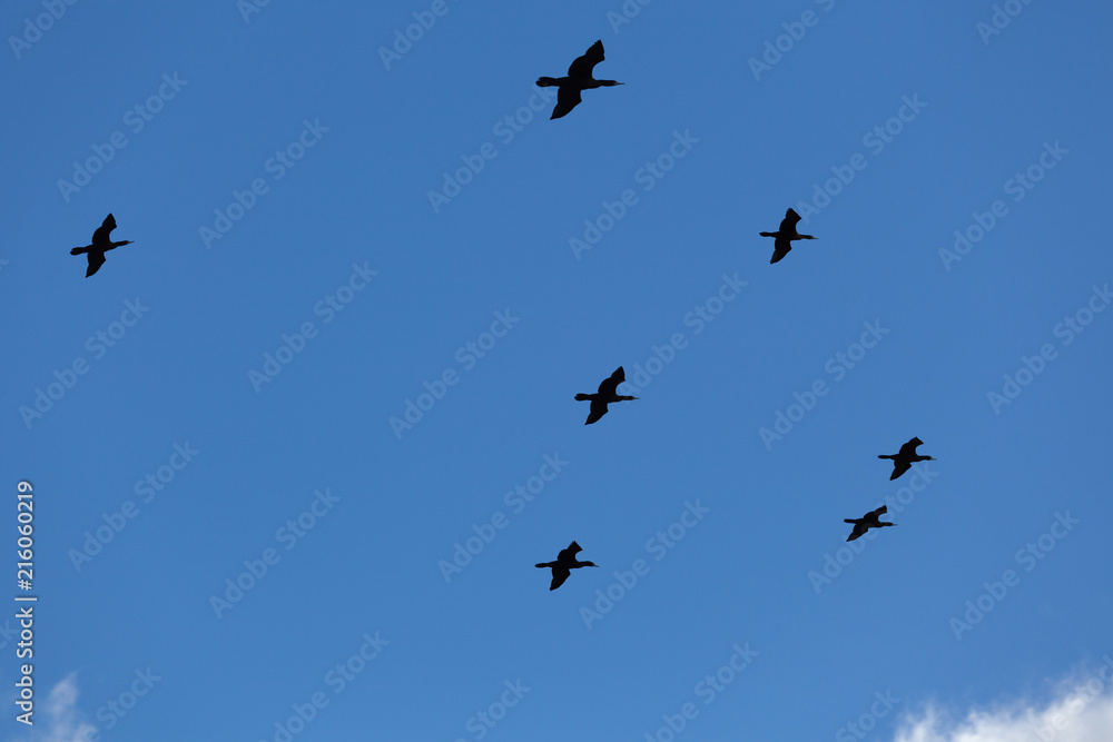 Flock of big black birds in blue sky Flock of big black birds in blue sky