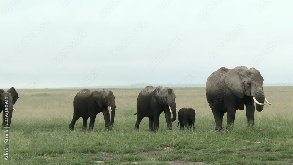 African Elephant (Loxodonta africana) family walking in line, in grasslands, Amboseli N.P., Kenya African Elephant (Loxodonta africana) family walking in line, in grasslands, Amboseli N.P., Kenya