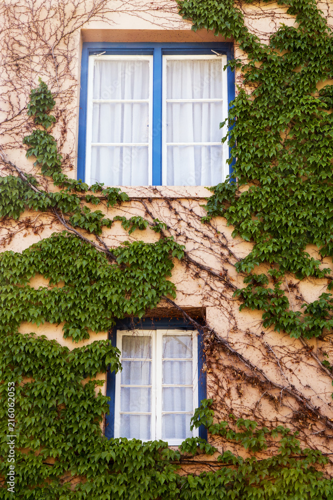 Vine Covered Walls and Blue Window Frames in Santa Fe, New Mexico Vine Covered Walls and Blue Window Frames in Santa Fe, New Mexico