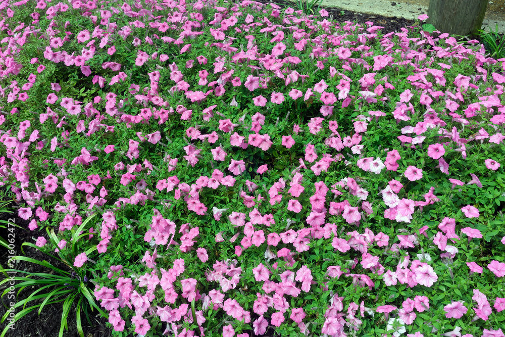 Flower bed sea of pink petunias. Flower bed sea of pink petunias.