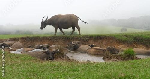 Buffalo resting in the mud pit in Yangmingshan National Park Qingtiangang Grassland, Taiwan Taipei photo