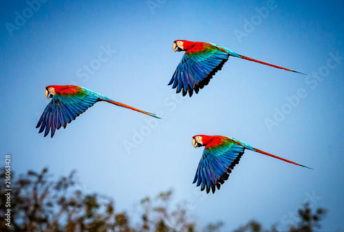 Three red and green macaws flying against blue Brazillian sky.tif