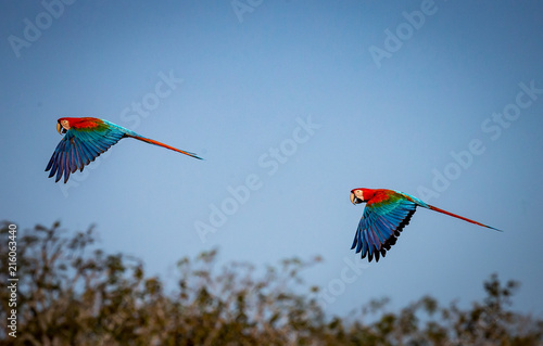 Pair of Red and Green macaws flying.