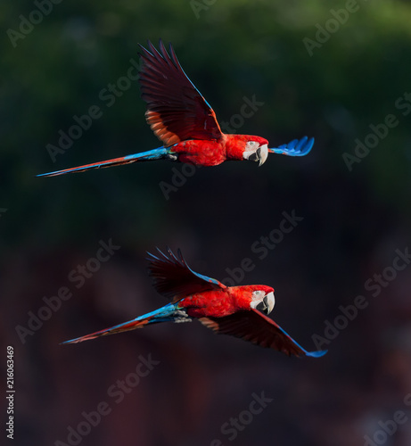 Pair of red and Green macaws in full flight and dark background.