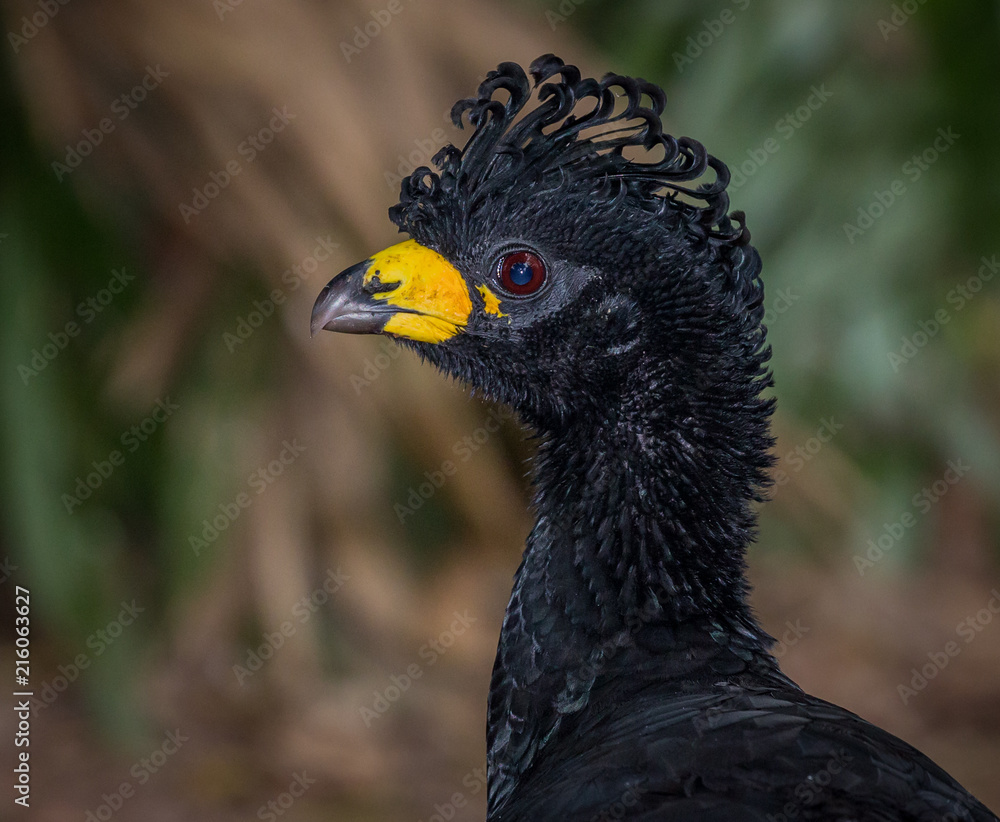 Great Curassow of Brazil.