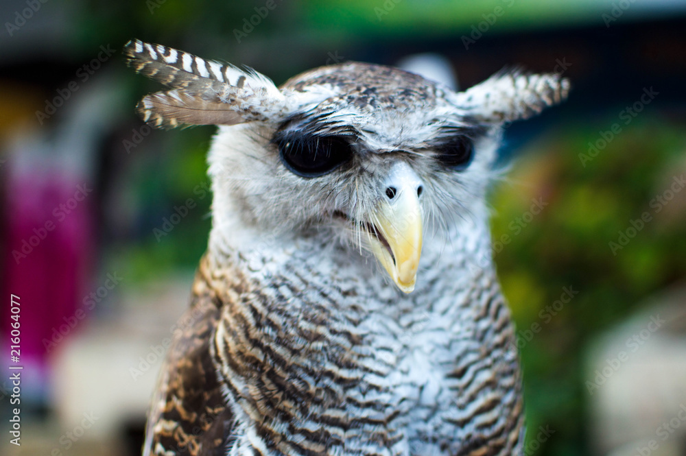 Obraz premium giant owl up close