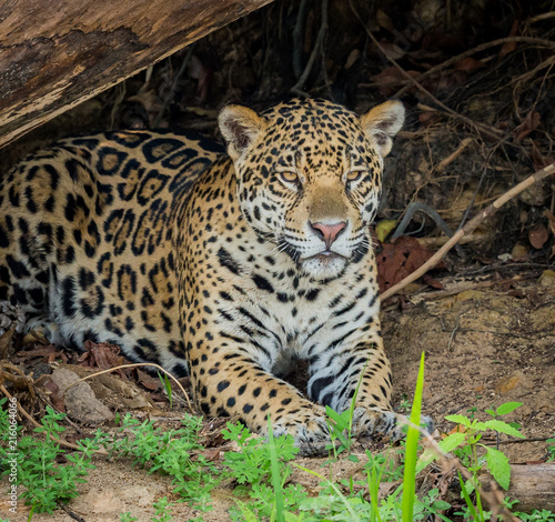 Endangered jaguar of Pantanal, Brazil.