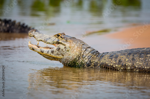 Spectacled Caiman, Caiman crocodilus, along shoreline, Matto Grosso, Pantanal, Brazil, South America.CR2 photo