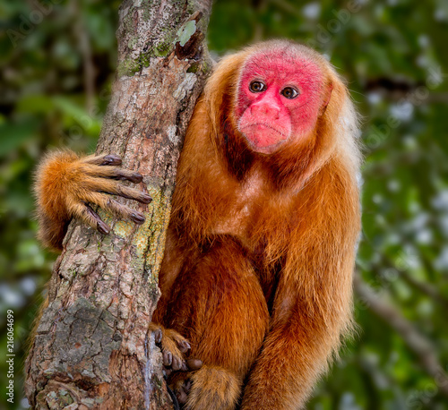 Red Uakari Monkey. photo