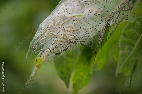 A fall webworm nest on a leafy tree, filled with larvae.