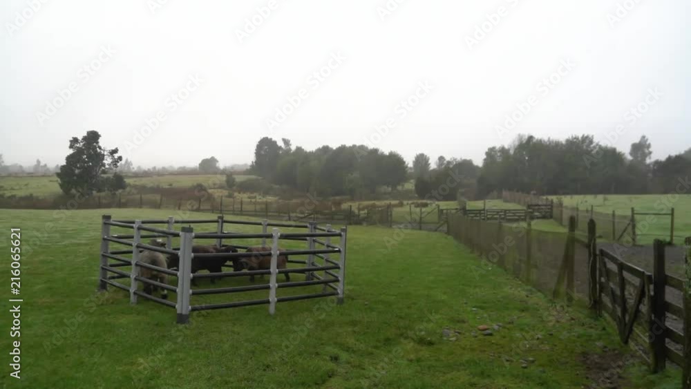 Livestock within a fence grazing on farm land. Sheep grazing on fertile ground in a farm in Chile. Farmers animal on his land in South America. Livestock within a fence grazing on farm land. Sheep grazing on fertile ground in a farm in Chile. Farmers animal on his land in South America.