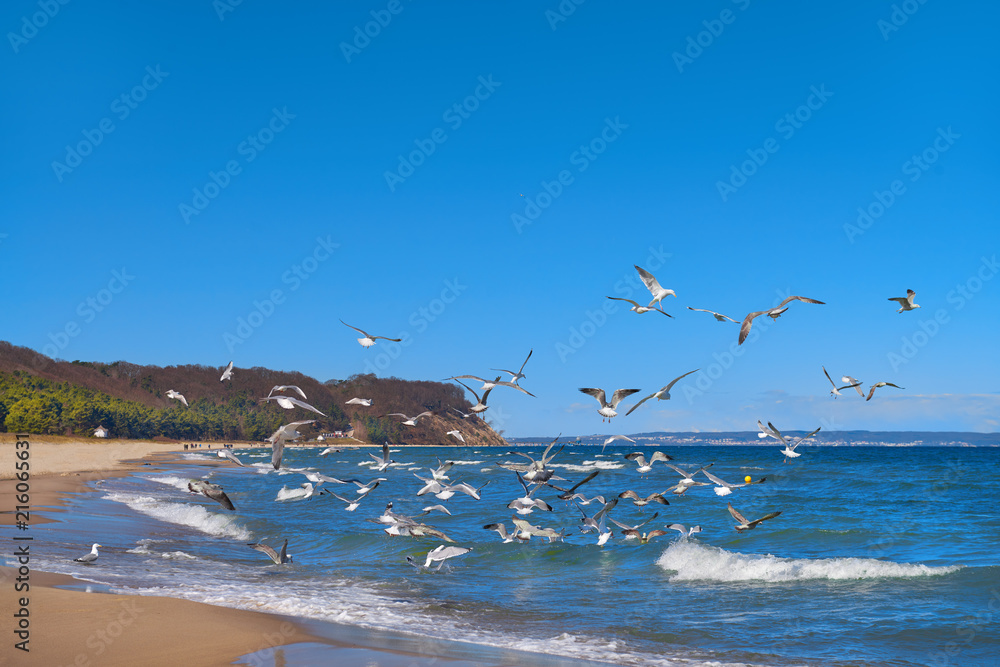 Seagulls hunt for small fish in the shallow Baltic Sea next to Baabe village on island Rugen