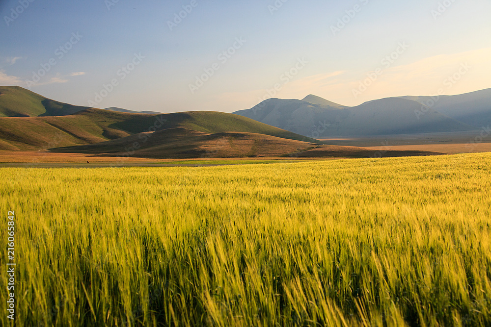 Obraz premium The wonderful lentil flowering in Castelluccio di Norcia. Thousands of colours, flowers and wheat. a beautiful landscape 