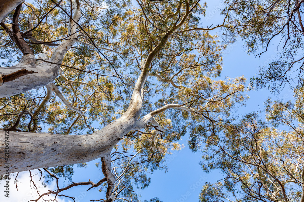 Fototapeta premium Looking up at eucalyptus tree and blue sky in Australia