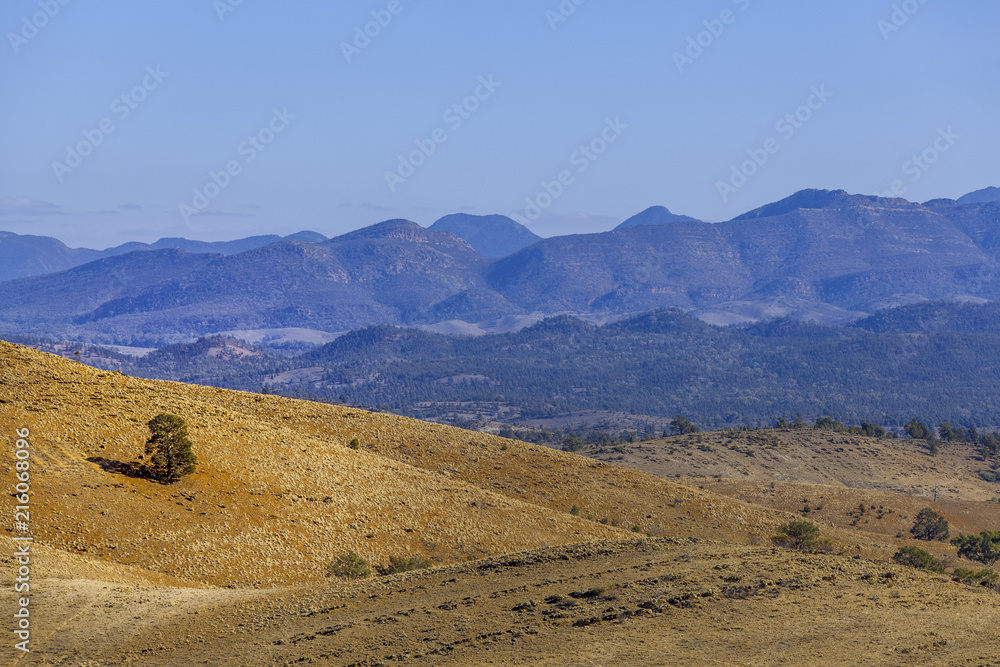 Lone tree growing on rolling hill in Flinders Ranges National Park in South Australia