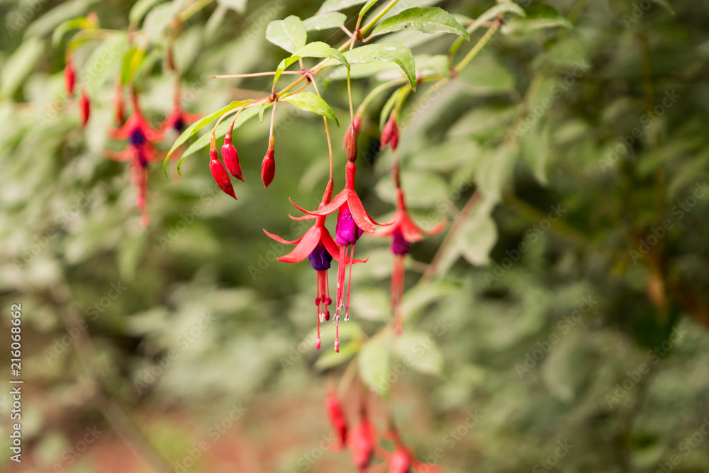 Obraz premium Flores silvestres