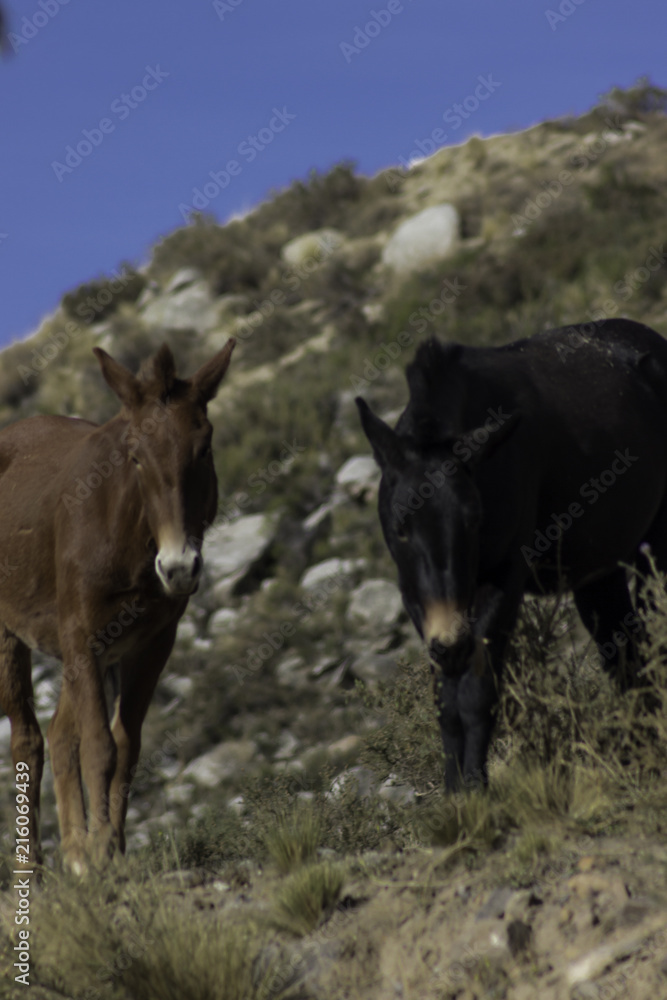 mules mules