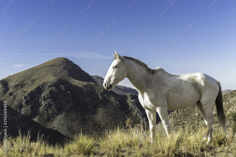 Obraz premium horse white