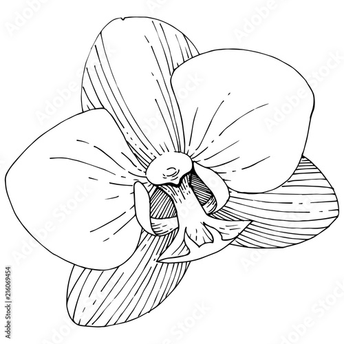Orchid flower in a vector style isolated. Full name of the plant: orchid. Vector flower for background, texture, wrapper pattern, frame or border.