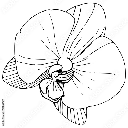 Orchid flower in a vector style isolated. Full name of the plant: orchid. Vector flower for background, texture, wrapper pattern, frame or border.