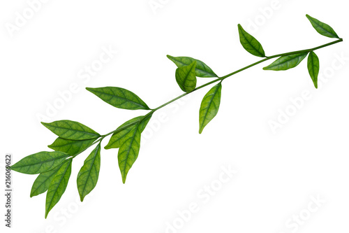 Green Leaves isolated on white background with clipping path included.