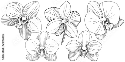 Orchid flower in a vector style isolated. Full name of the plant: orchid. Vector flower for background, texture, wrapper pattern, frame or border.