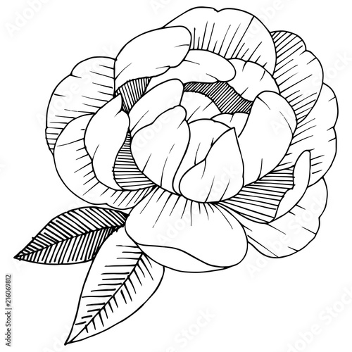 Peony in a vector style isolated. Full name of the plant: peony. Vector flower for background, texture, wrapper pattern, frame or border.