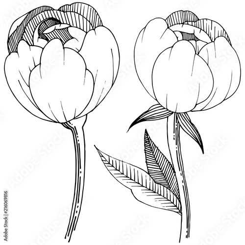 Peony in a vector style isolated. Full name of the plant: peony. Vector flower for background, texture, wrapper pattern, frame or border.