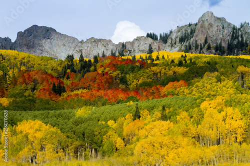 Red, Orange, Yellow and Green Aspens on Kebler Pass, Colorado