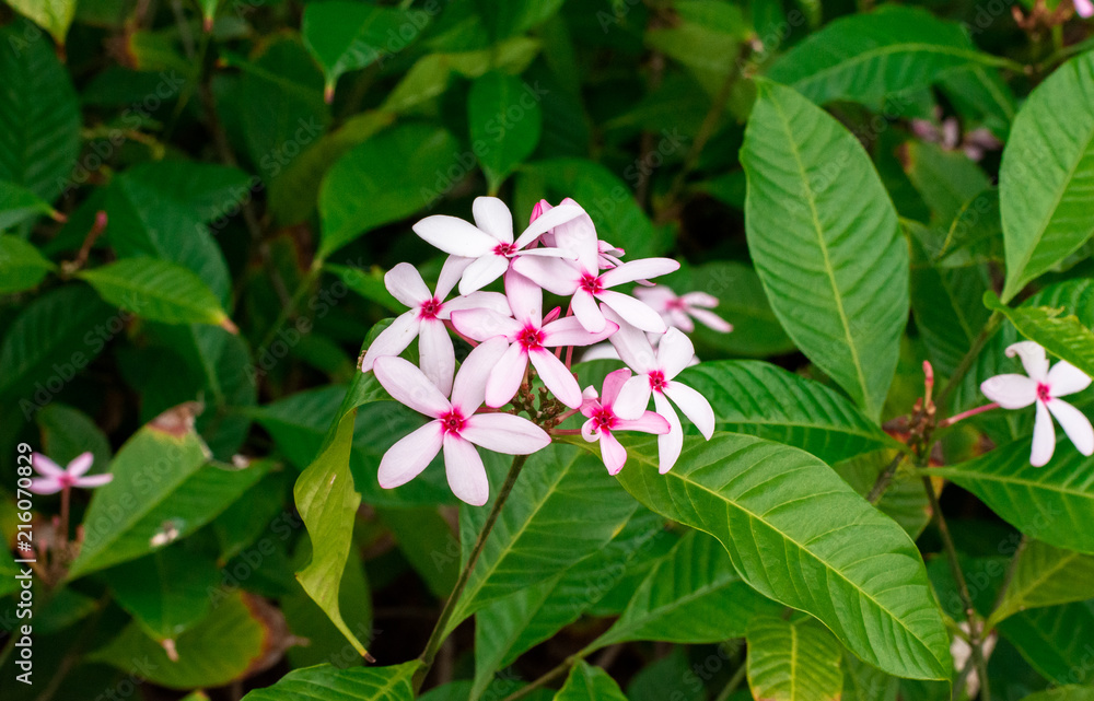 Pink Kopsia (Kopsia fruticosa) flowers in garden Pink Kopsia (Kopsia fruticosa) flowers in garden