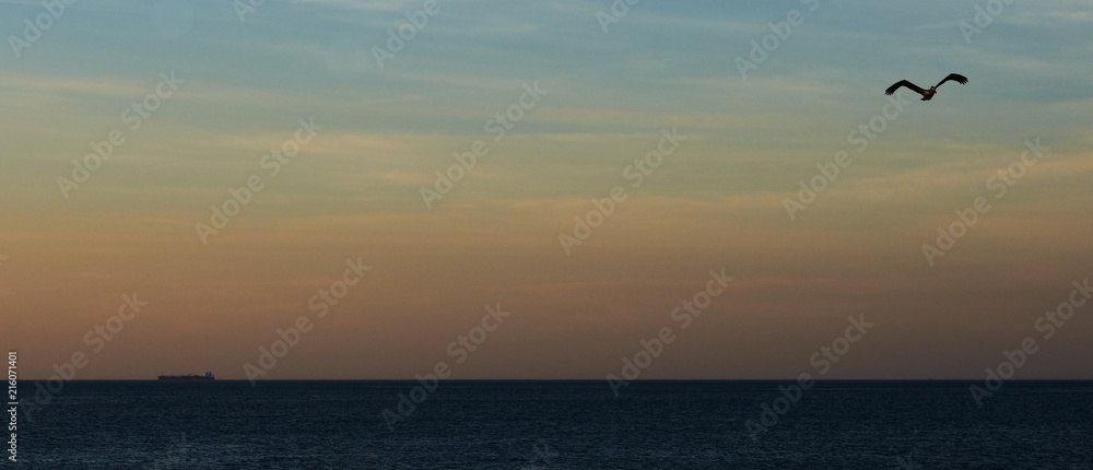 Ave al vuelo en atardecer Ave al vuelo en atardecer