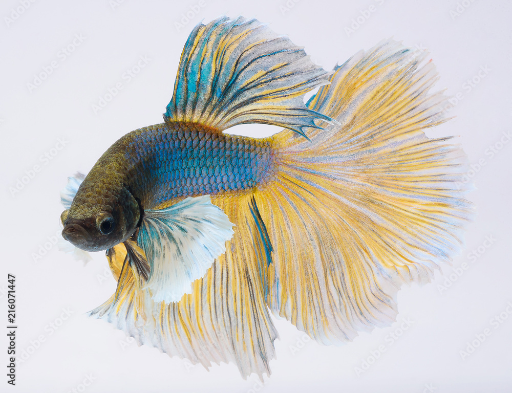 Fototapeta premium Halfmoon betta fish, siamese fighting fish, Capture moving of fish, Betta splendens