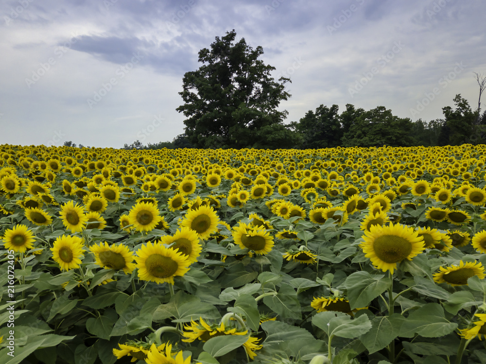Obraz premium Sunflower field Farming, Agriculture, organic food, landscape, drone aerial photos. 