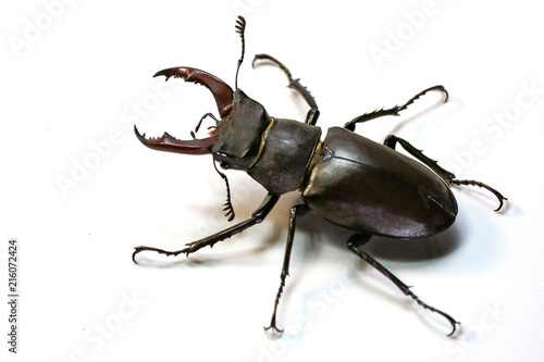 stag beetle (Lucanus cervus) on a white background. © Михаил 